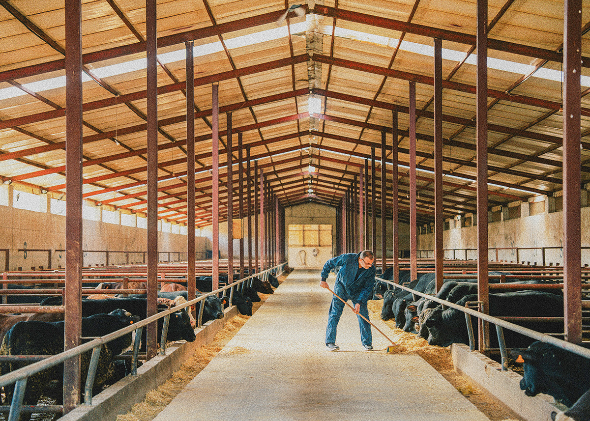 鋸屑（のこくず）の製造・販売_牛舎-002｜藤村製材