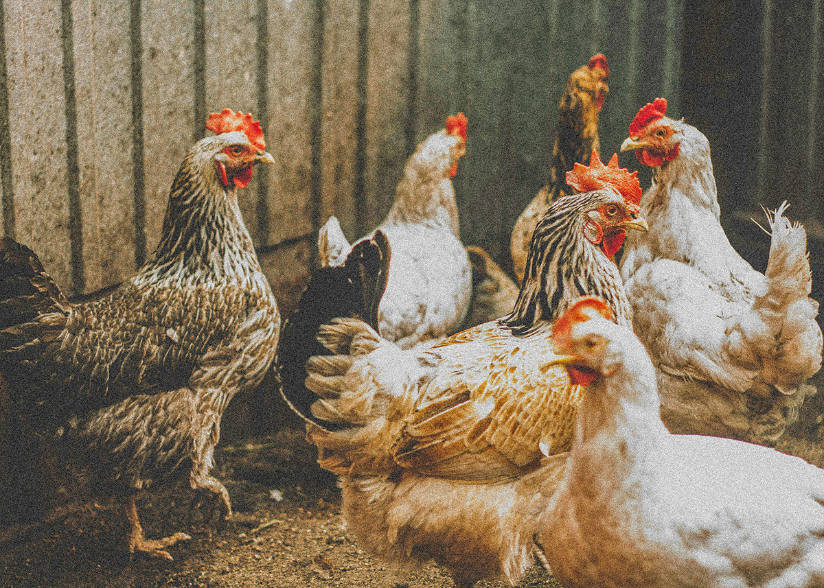 鋸屑（のこくず）の製造・販売_鶏舎-003｜藤村製材